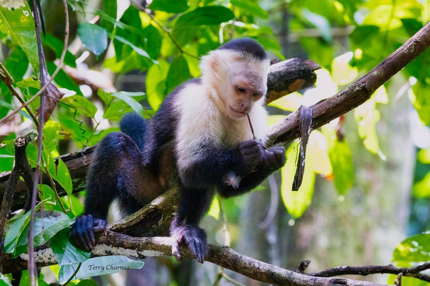 Wildlife Lodge Cahuita Exteriér fotografie