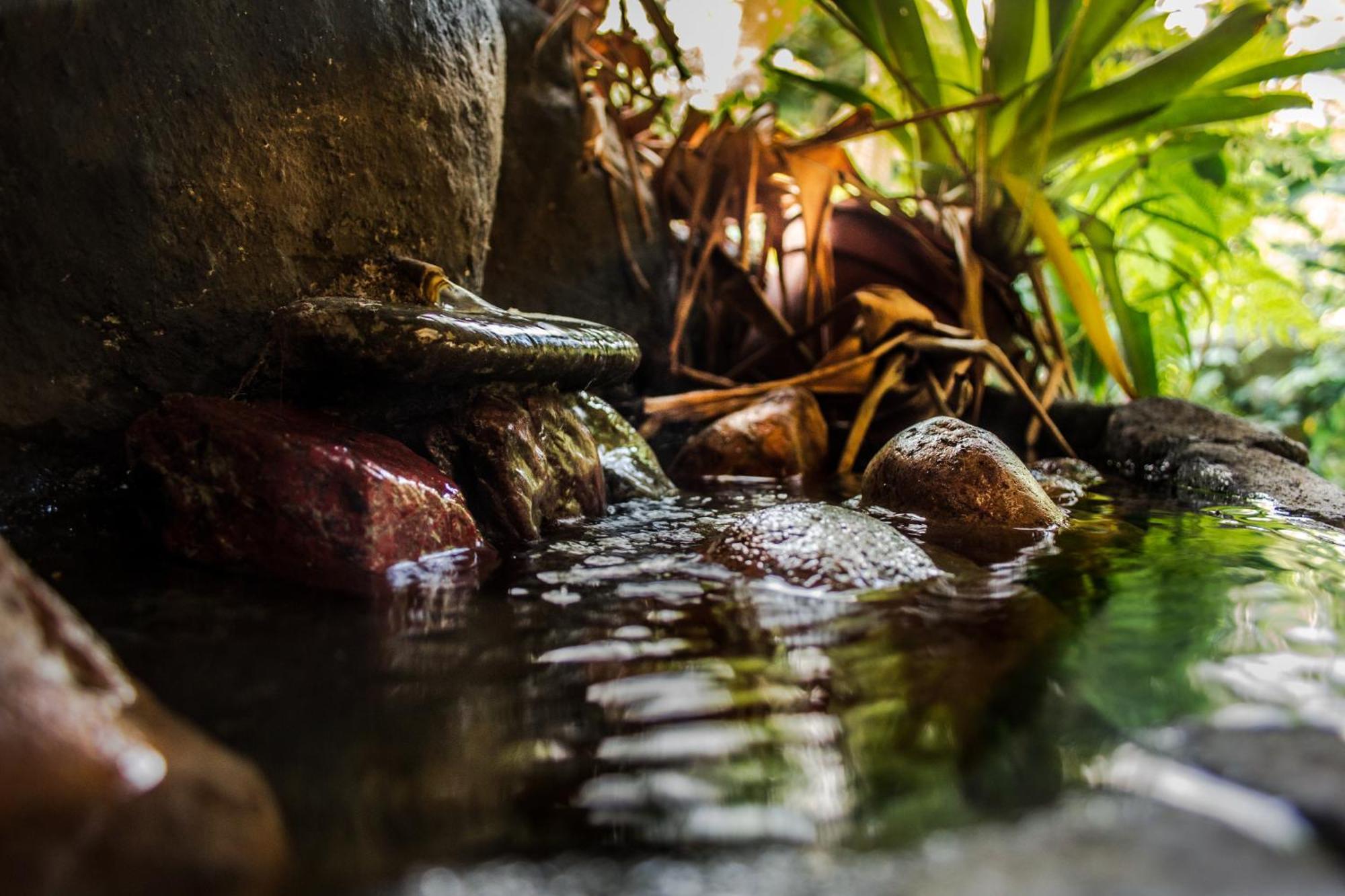 Wildlife Lodge Cahuita Exteriér fotografie