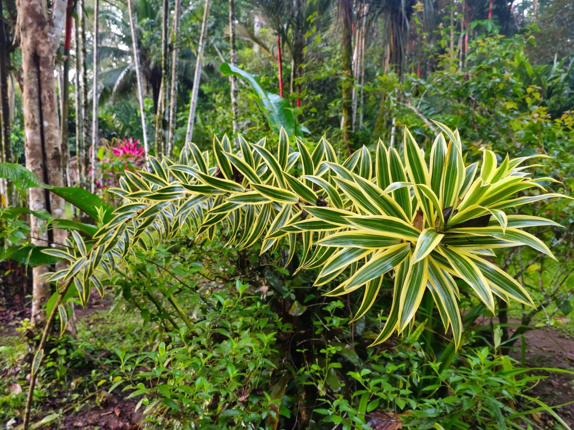 Wildlife Lodge Cahuita Exteriér fotografie