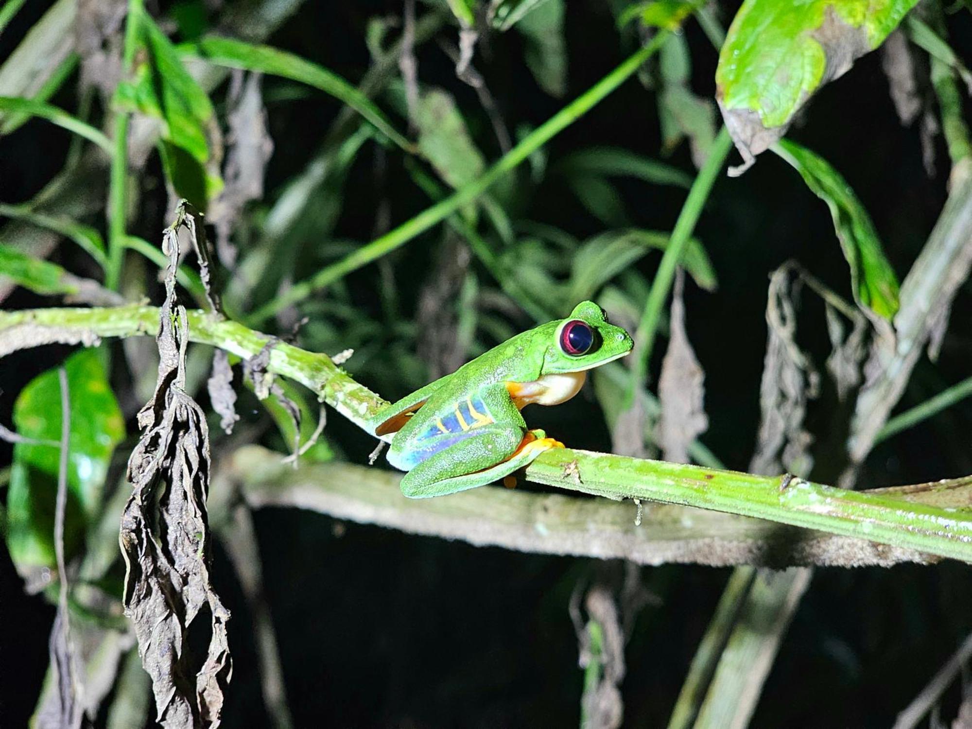 Wildlife Lodge Cahuita Exteriér fotografie