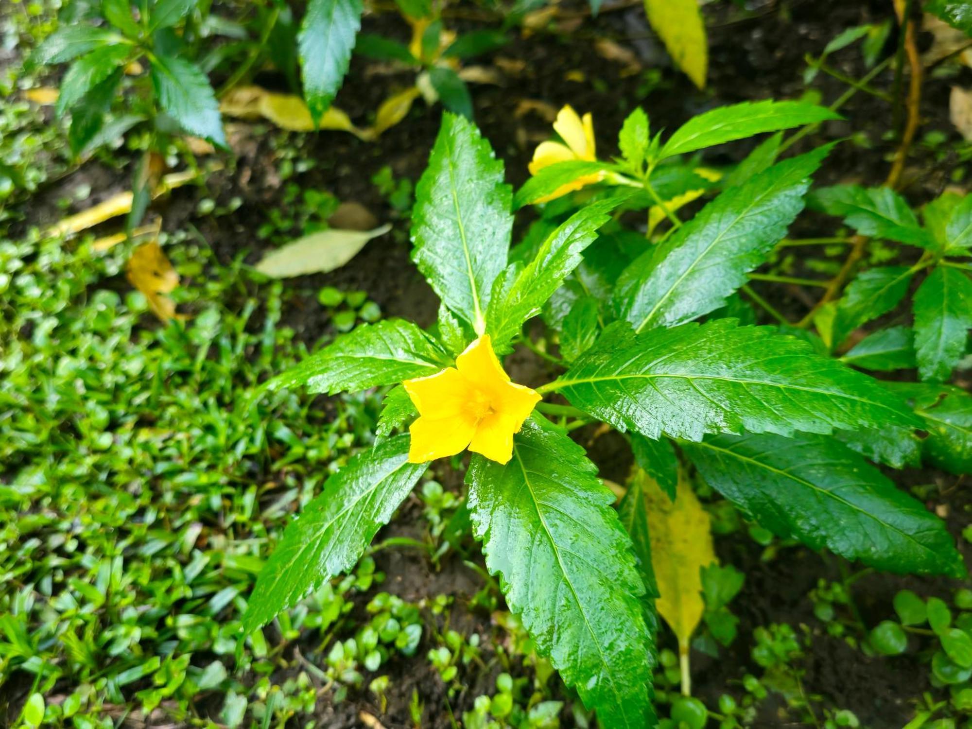 Wildlife Lodge Cahuita Exteriér fotografie