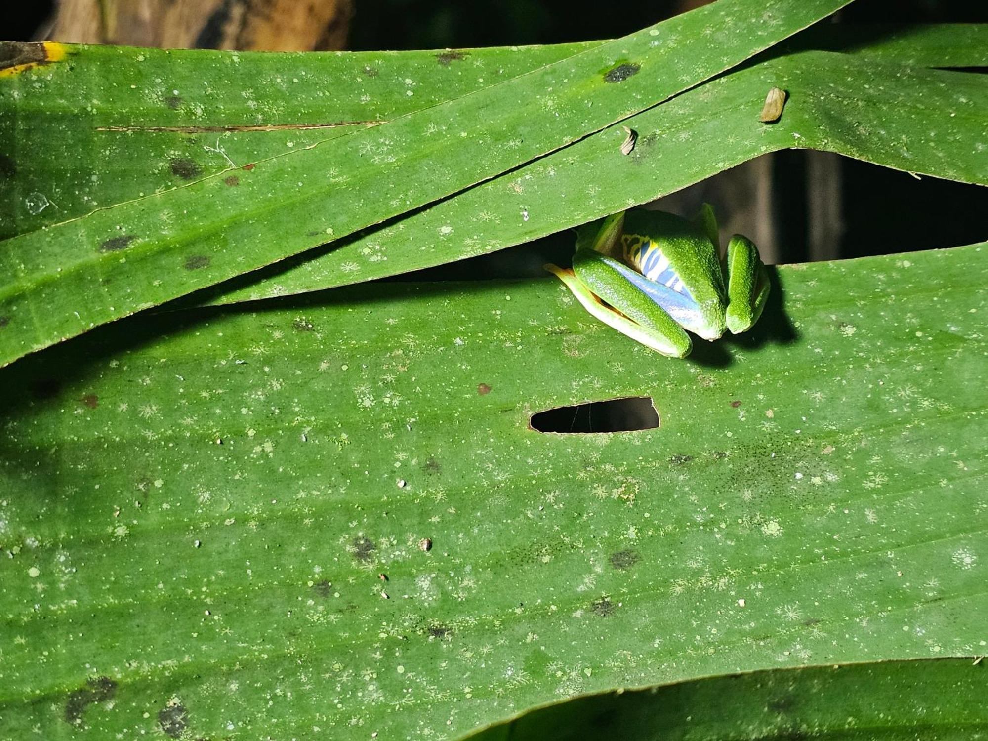 Wildlife Lodge Cahuita Exteriér fotografie