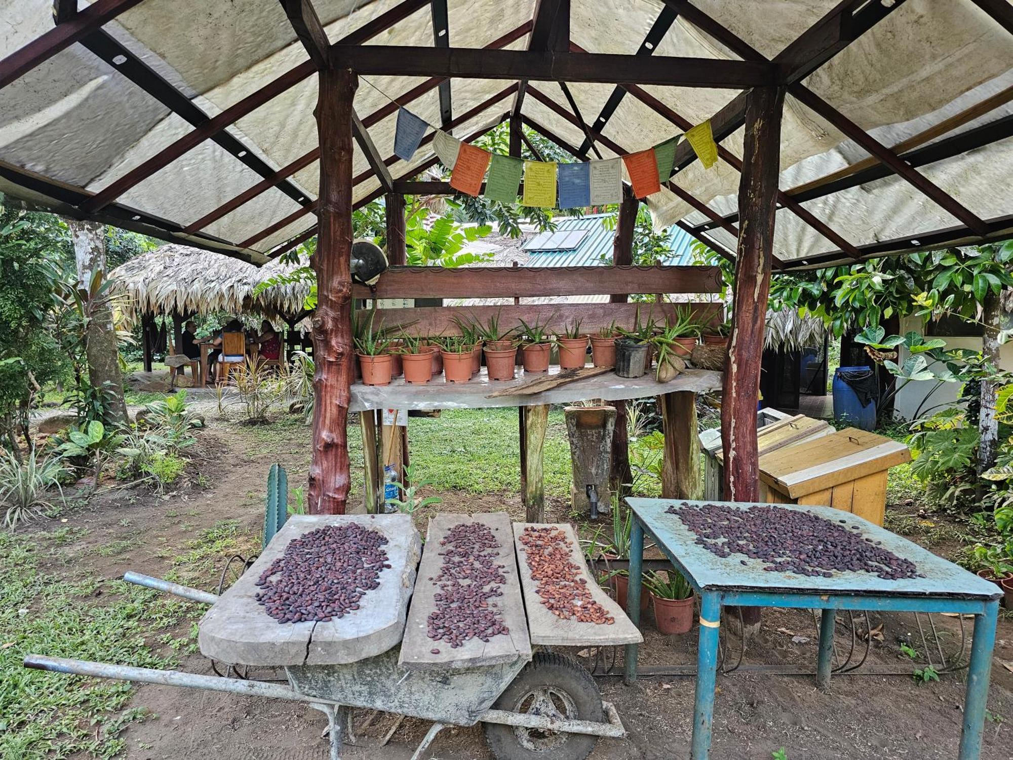Wildlife Lodge Cahuita Exteriér fotografie